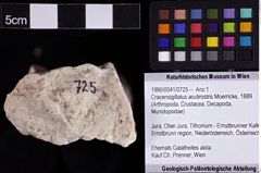 Foto (Objket + Etiketten) von Cracensigillatus acutirostris (Moerricke, 1889) 